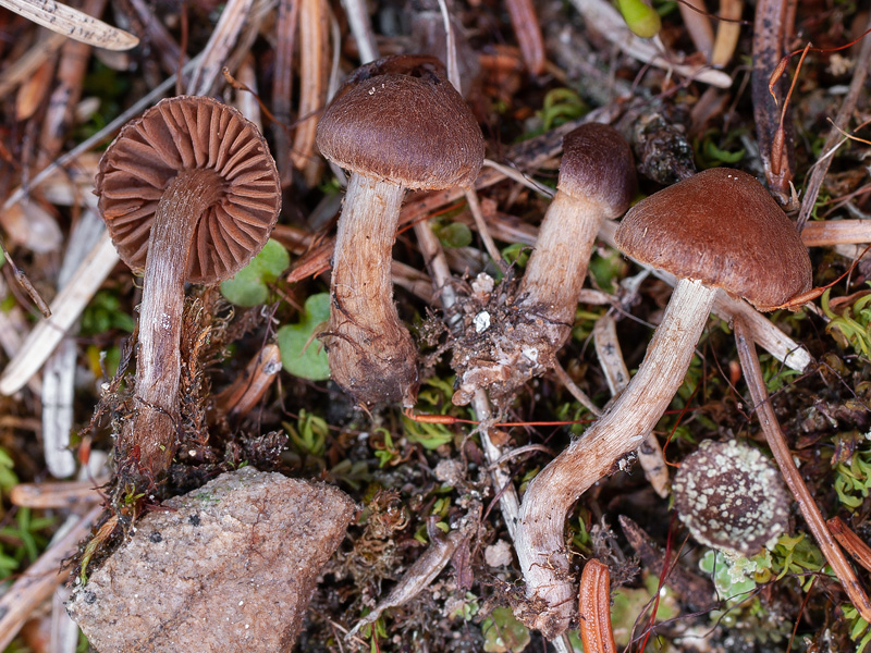 Cortinarius helobius